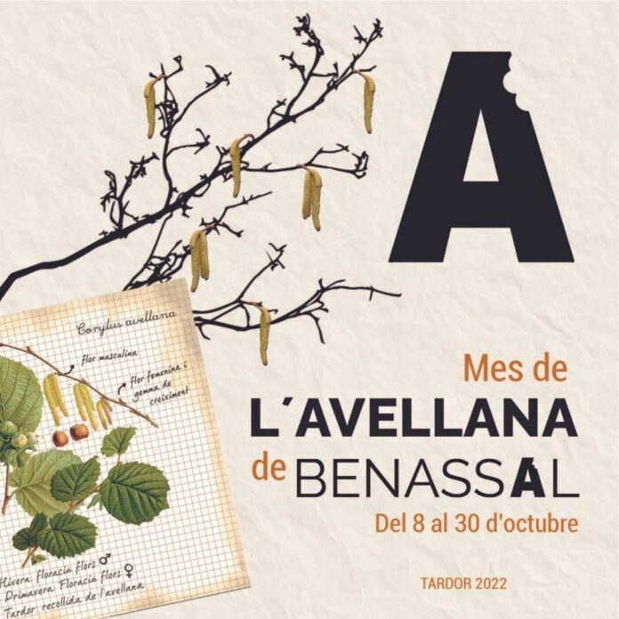 Mes de l'Avellana a Benassal