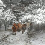 Nevada de 2021 en Pitarque