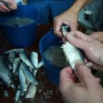 LA IGLESUELA DEL CID PASTELES SAN ANTONIO 21012023 (12)