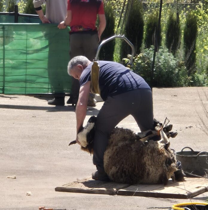 Exhibició d'esquila per Javier Prades a la segona edició de la fira Exhibició d'esquila per Javier Prades a la segona edició de la fira