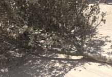 Fira d’Oficis de Benassal 2024. Ròssec infantil