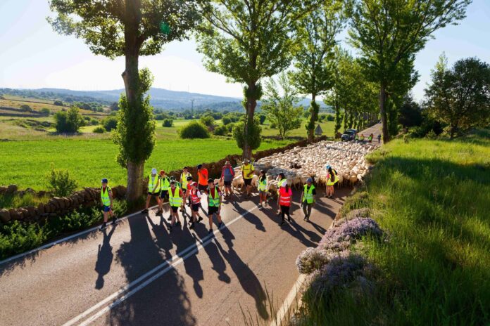 Trashumando hacia el futuro en el Maestrazgo