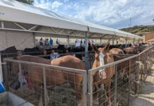 Vídeo. Así hemos vivido la inauguración de la Feria de Cantavieja
