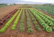 El sector ecològic de la Comunitat Valenciana reclama en una enquesta de LA UNIÓ una revisió profunda del sistema de certificació del CAECV