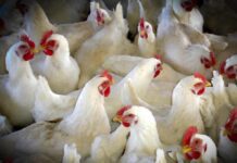 Prohibido criar gallinas al aire libre en Aragón