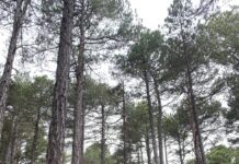 Els majorals de Sant Antoni de Vilafranca ja tenen les barres marcades