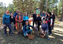 La Comarca del Maestrazgo cierra las acciones de promoción del Coto Micológico con la jornada “A por setas”