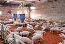 LA UNIÓ reclama a la Conselleria d’Agricultura un protocol complet d’actuació enfront de la pesta porcina africana