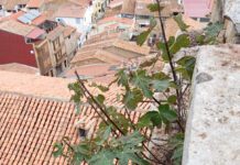 L’Ajuntament d’Albocàsser i la parròquia col·laboren en la neteja del campanar per a reforçar la seguretat