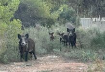 AVA-ASAJA destaca la bioseguretat del sector porcí davant la PPA i exigeix el control del senglar