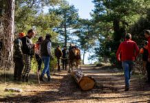 Les fotos. Cap de setmana previ a Sant Antoni a Vilafranca