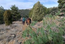 Vilafranca ja té els troncs i es prepara per als pastissos i les barres