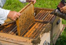 LA UNIÓ denuncia que l’acord amb Mercosur permetrà duplicar l’entrada actual de mel d’eixos països a la UE amb aranzel zero