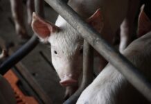 El PSPV-PSOE alerta que el sector porcí de Castelló està “al límit” venent un 40% per baix de cost i exigeix a la Generalitat que active ajudes urgents