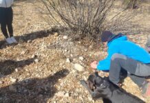 Benassal reforça la professionalització del sector amb un curs especialitzat sobre el gos tofoner