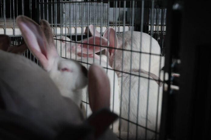 Foto: Eric Bellés Foto: Eric Bellés