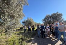 La ‘gelà’ del 56: Albocàsser recupera la memòria de l’episodi que va transformar el terme