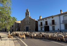 La Trashumància torna a recórrer la Ruta del Llosar