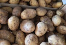 AVA-ASAJA apel·la a consumir pataques noves valencianes per la seua millor qualitat i frescor
